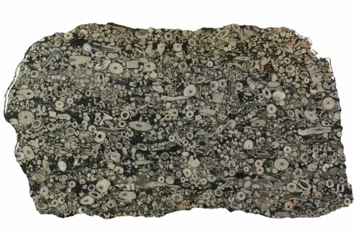 Fossil Crinoid Stems In Limestone Slab #114256